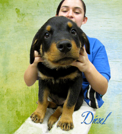 Diesel, Rotti Pup male